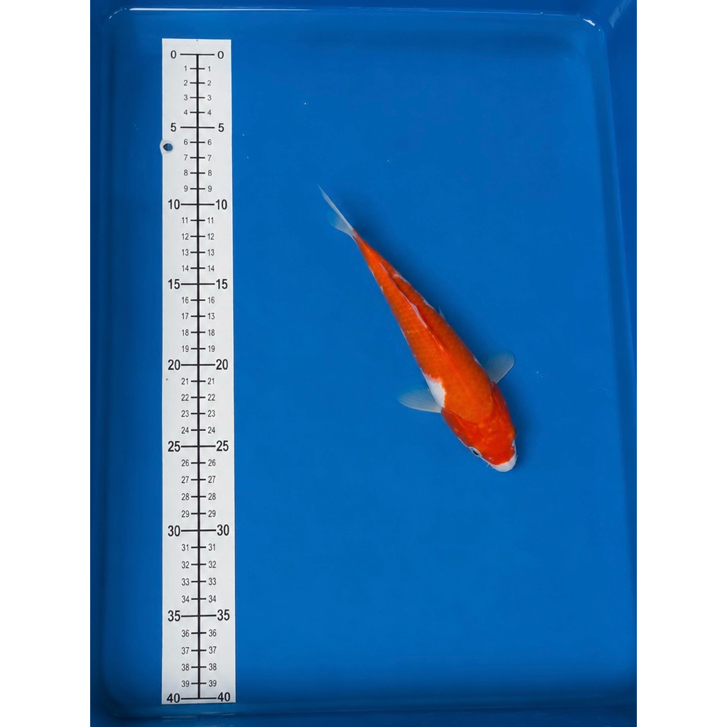 Koi Kohaku