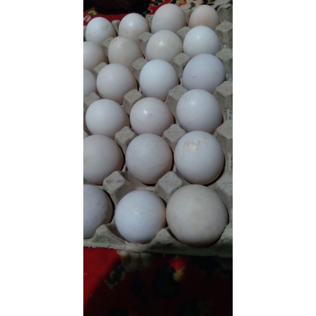 Telur fertil ayam Elba