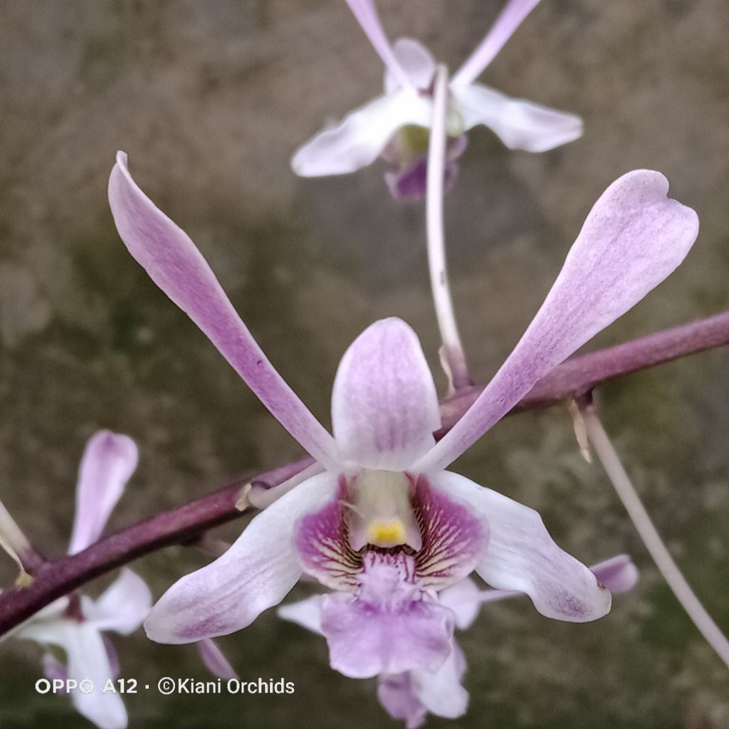 Anggrek Dendrobium lineale BLUE Rawatan