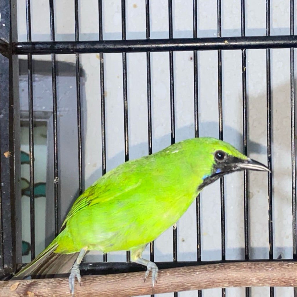 burung cucak ijo mini /jomin