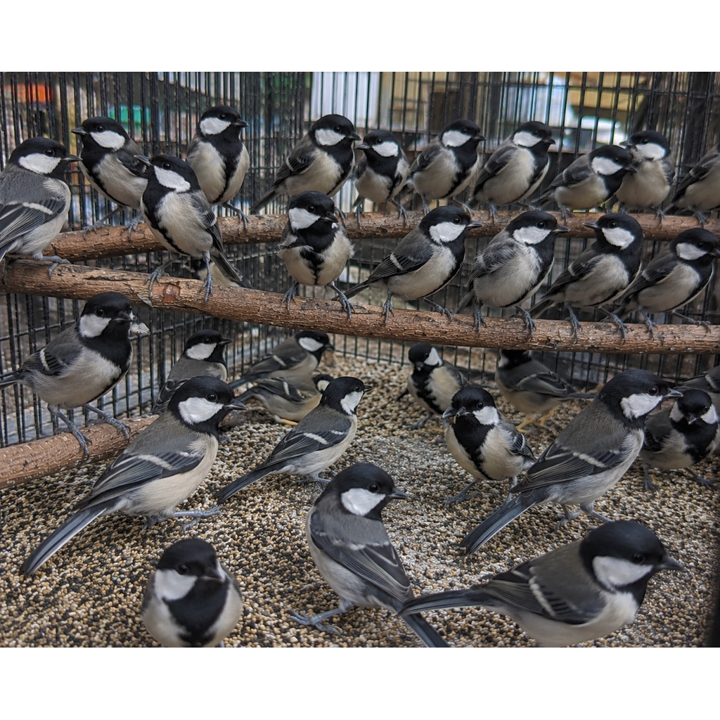 burung gelatik batu