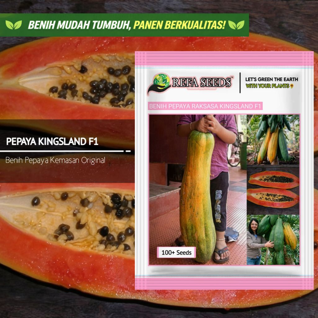 1 Pak 100 Biji Benih Pepaya Raksasa Kingsland F1 Kemasan Original | Pepaya Jumbo F1