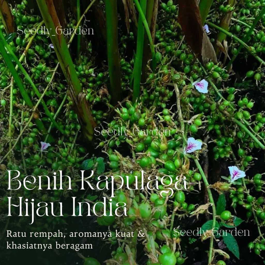 Seedly plant - 40 Butir Benih Tanaman Kapulaga Hijau India