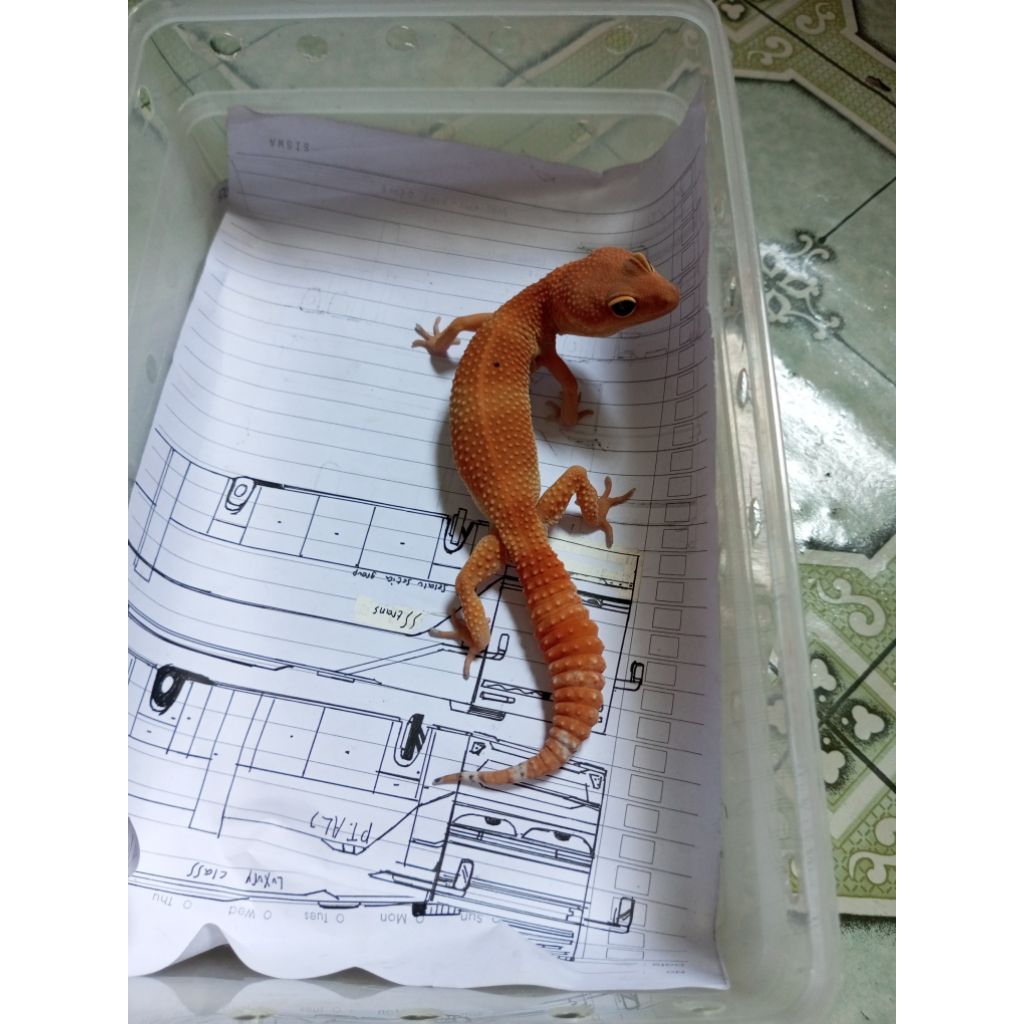 "Mainan Gecko" Shtctb Dark Tangerine 3 F