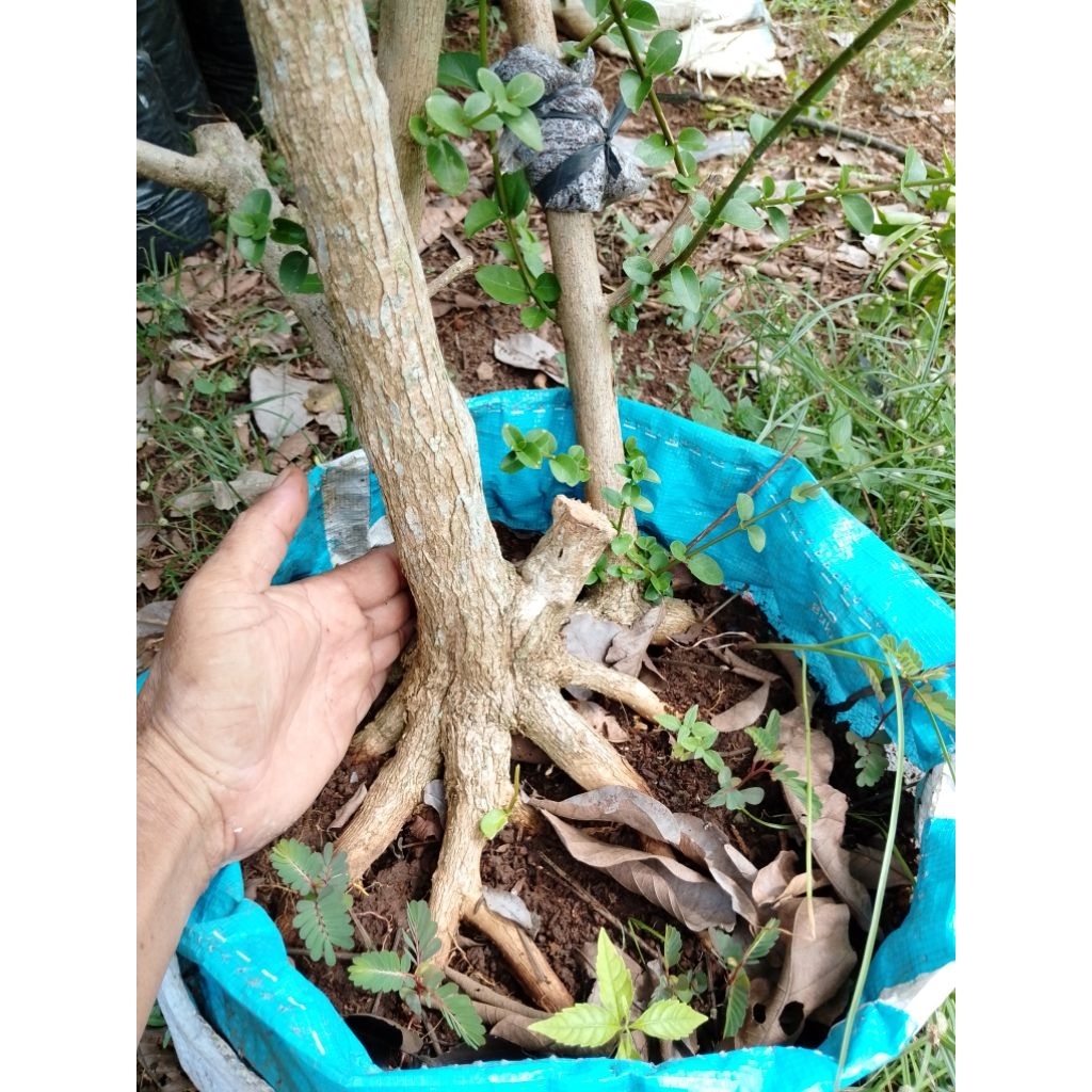 bahan bonsai sancang prokar