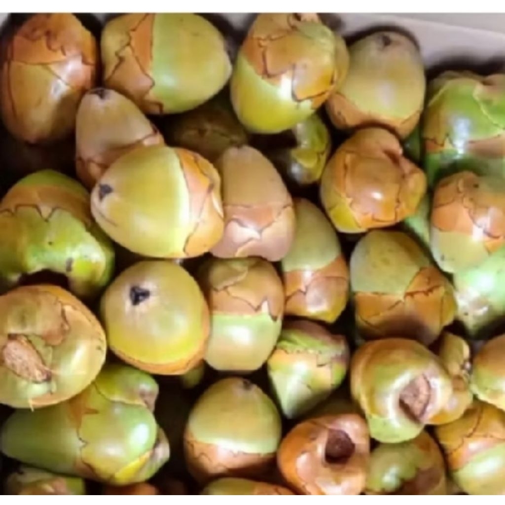 kelapa muda kecil / beluluk obat herbal