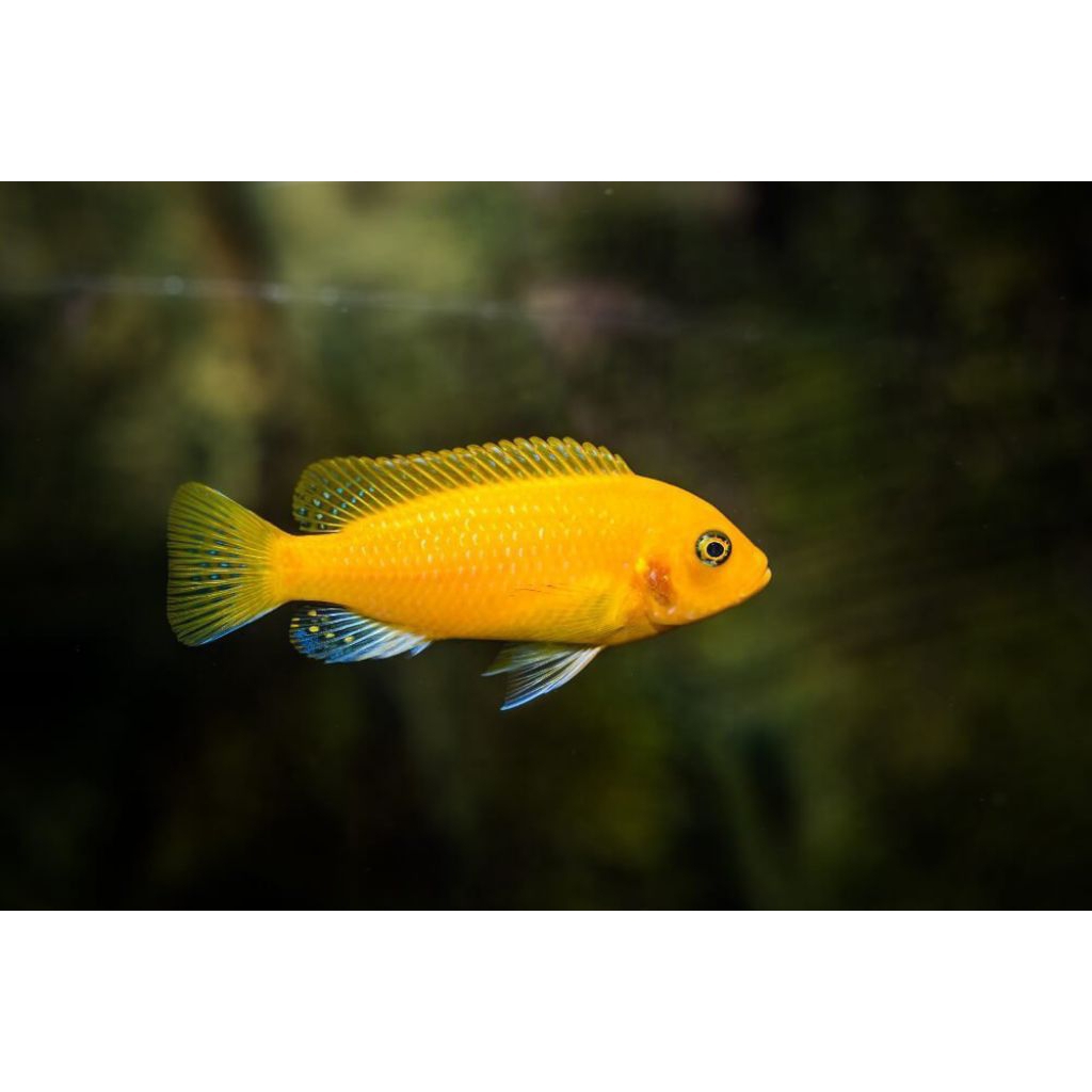 Ikan hias Siklid Lemon