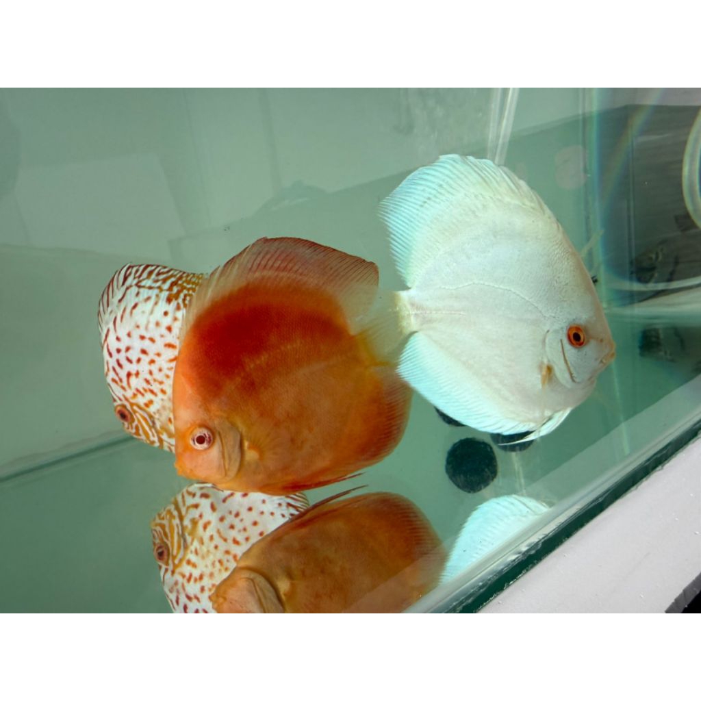 Instan only Discus Albino ukuran 4+ inch siap kirim Khusus Area Surabaya