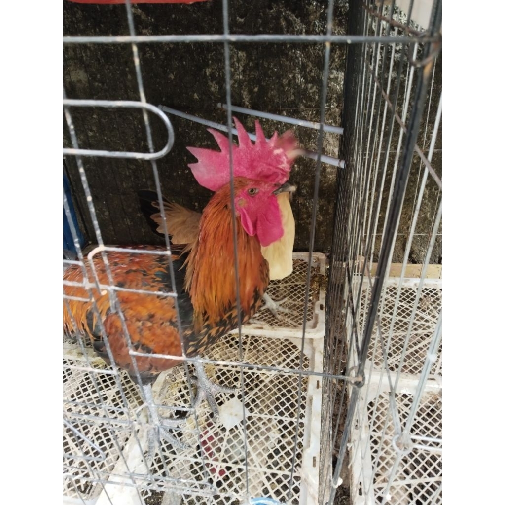 AYAM PELUNG   SEPASANG