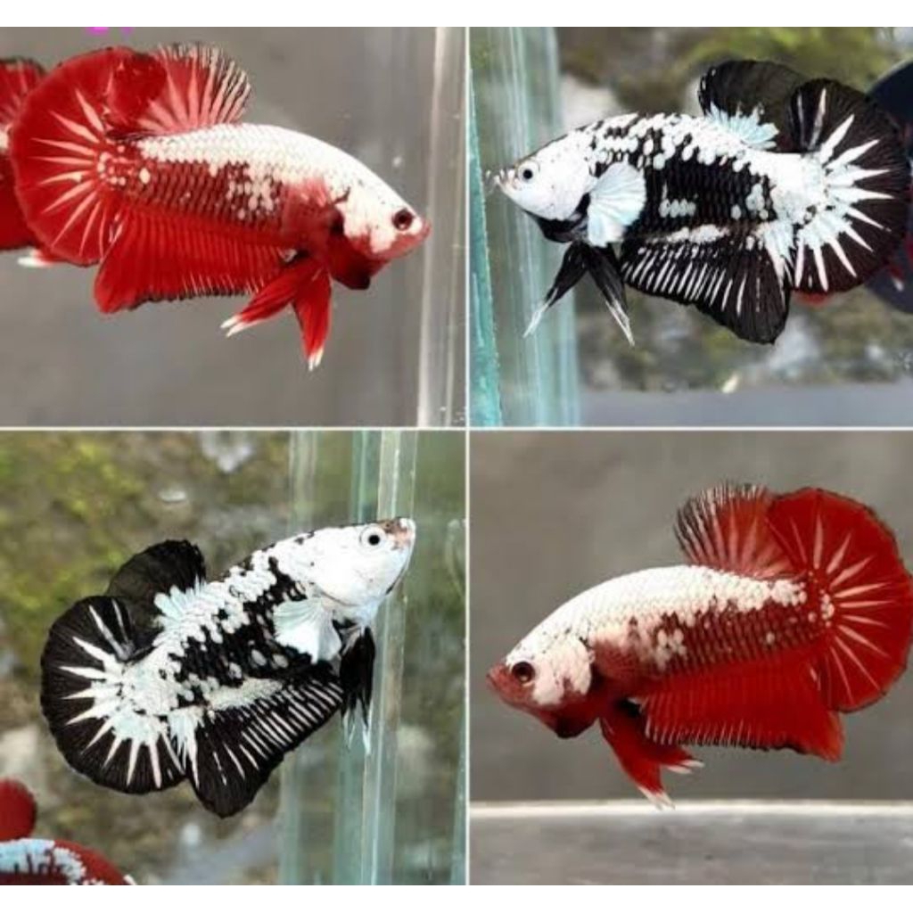 Cupang Black dan Red Samurai Hiasan Kamar