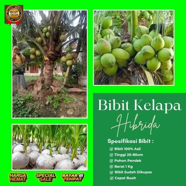 TERBAIK AIR NIRANYA  Pohon Kelapa Pendek Buah Besar, Pohon Kelapa Pendek Berbuah Lebat, Pohon Kelapa