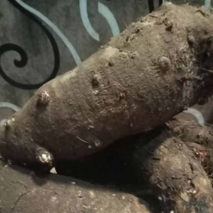 Ubi talas segar /mbote (perkilo ukuran  kecil & sedang)