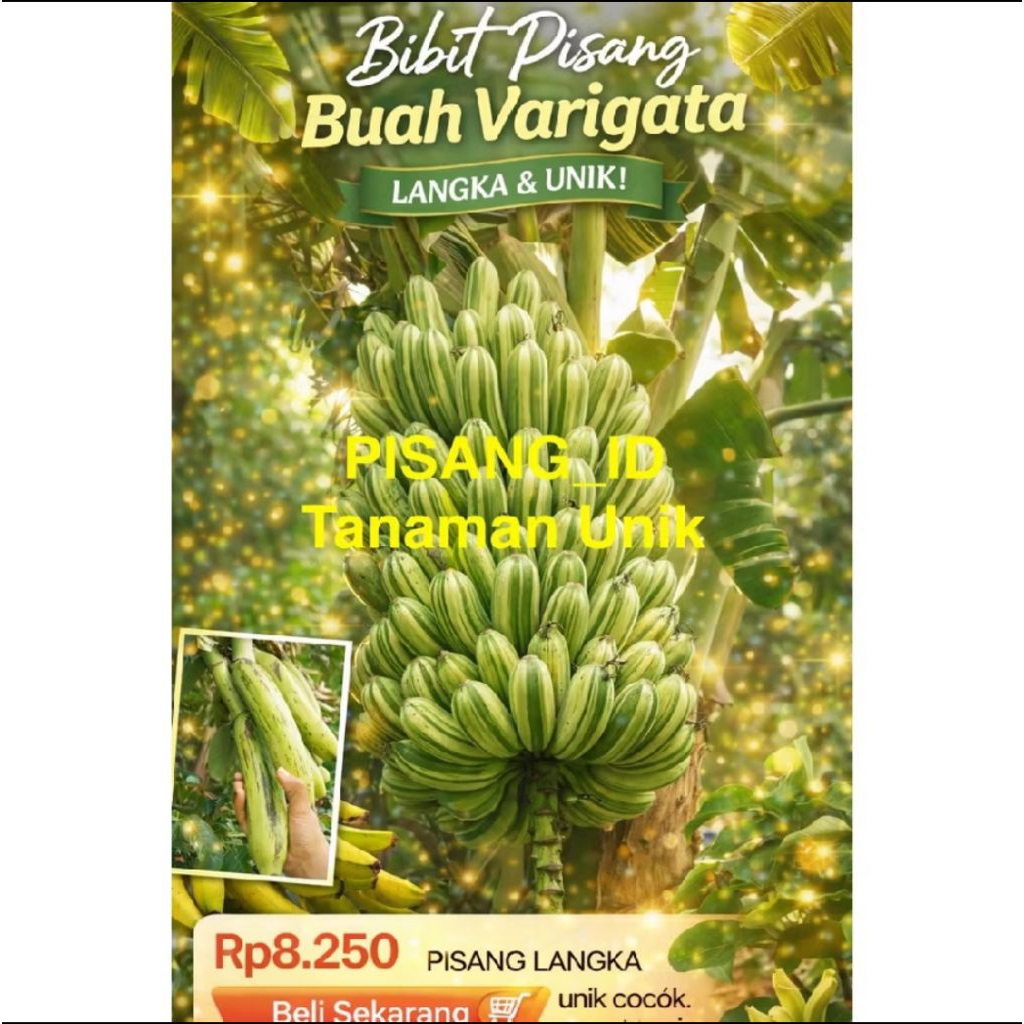 BIBIT PISANG BUAH VARIGATA 100% ASLI KUALITAS UNGGUL CEPAT BERBUAH MANIS