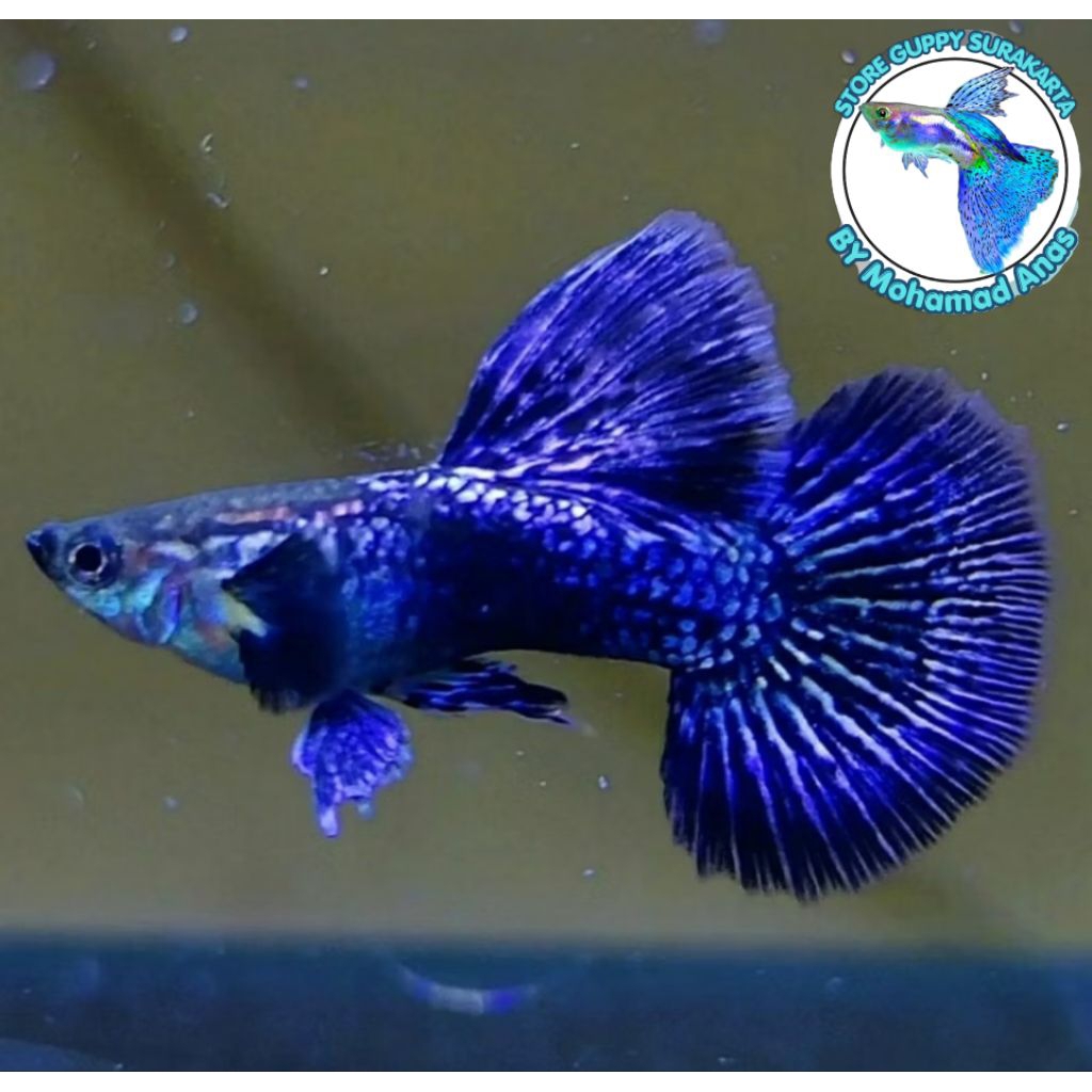 Guppy Purple Dragon Halfmoon Terbaikk