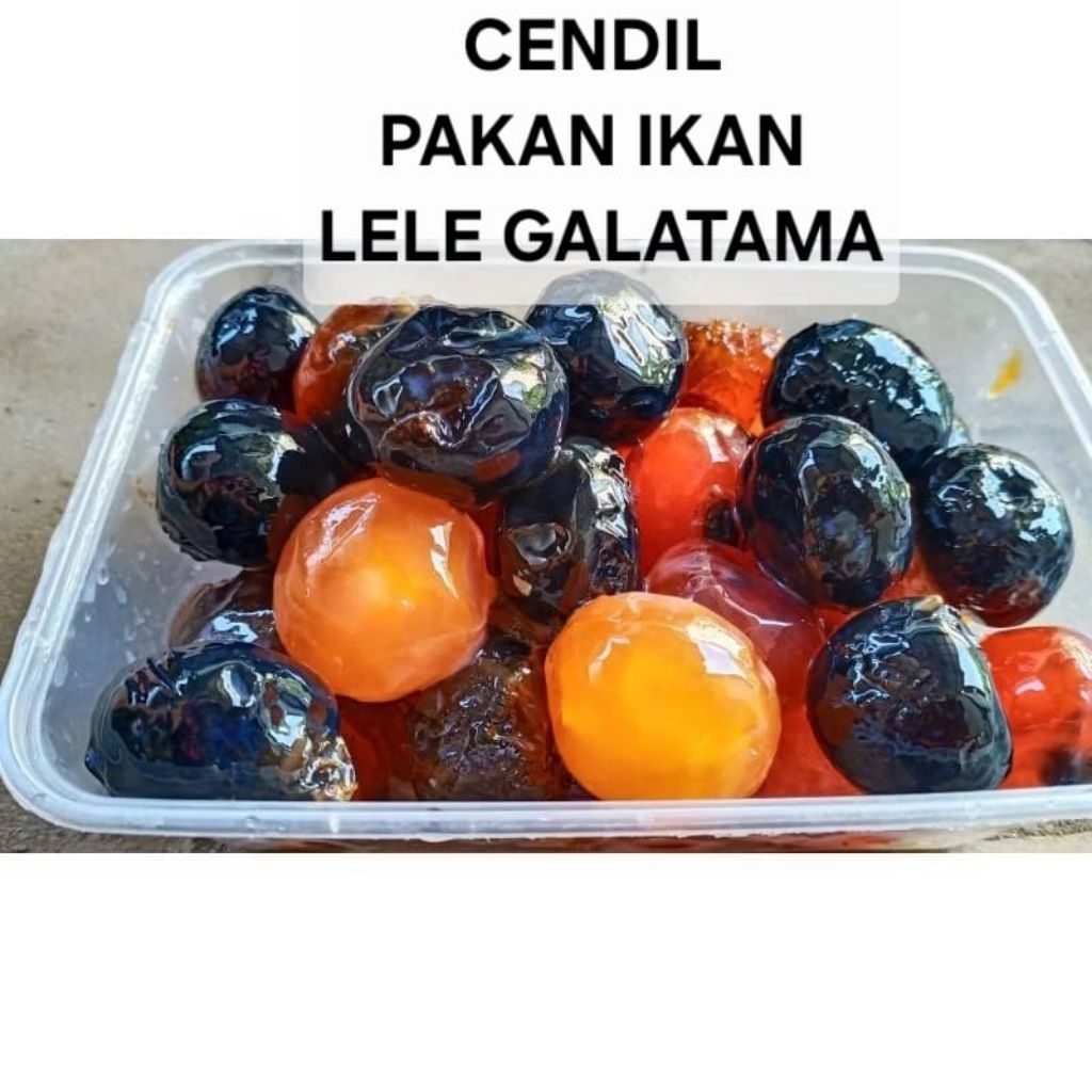 Cendil Telur Asin Pakan Ikan Lele Galatama