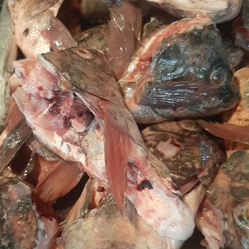 Kepala Ikan Nila / Mujair 1 kg (Ikan Segar)