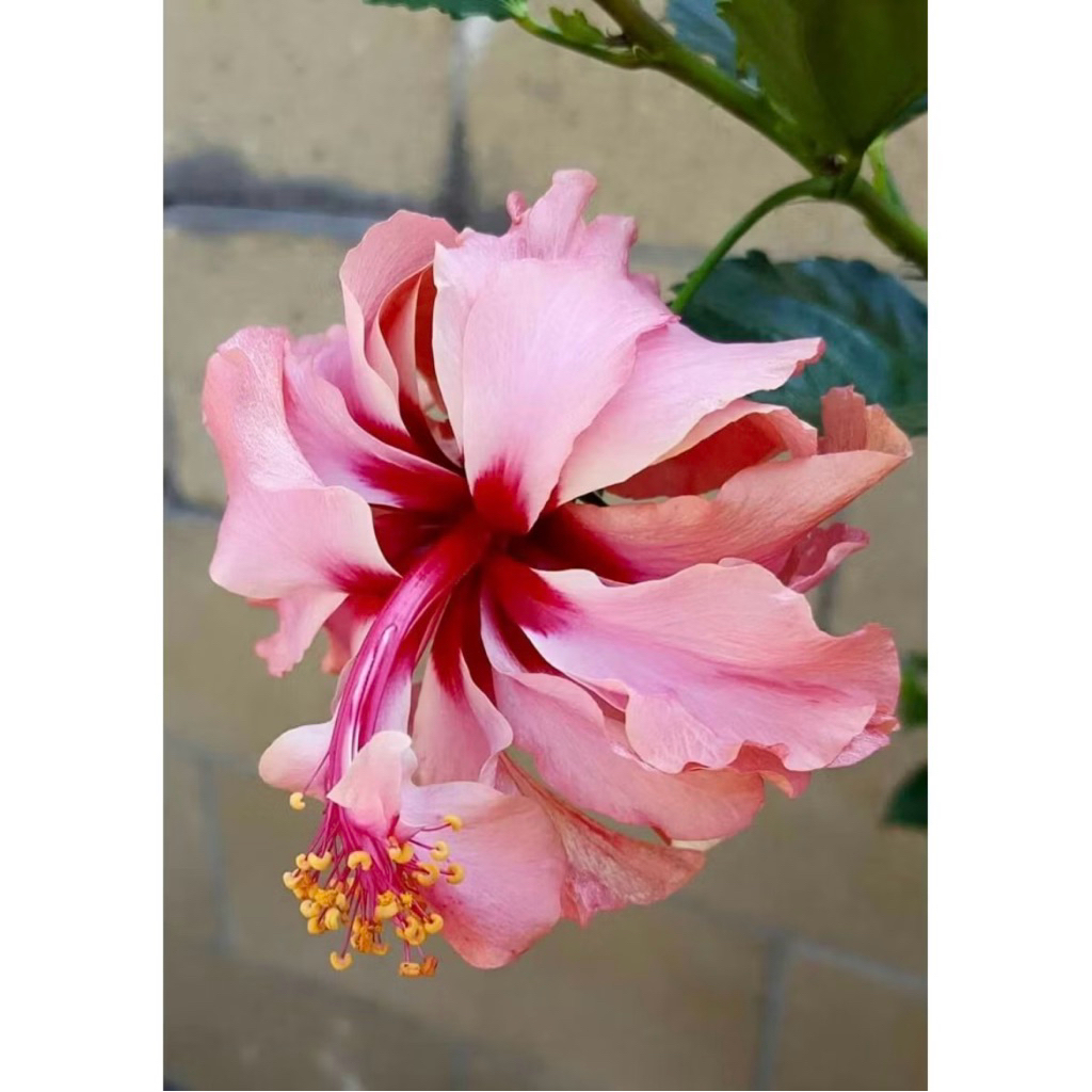PROMO Tanaman Hias Hibiscus Bunga Sepatu Bangkok Import