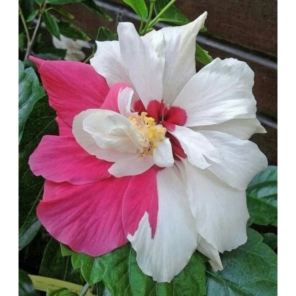 PROMO Tanaman Hias Hibiscus Bunga Sepatu Bangkok Import