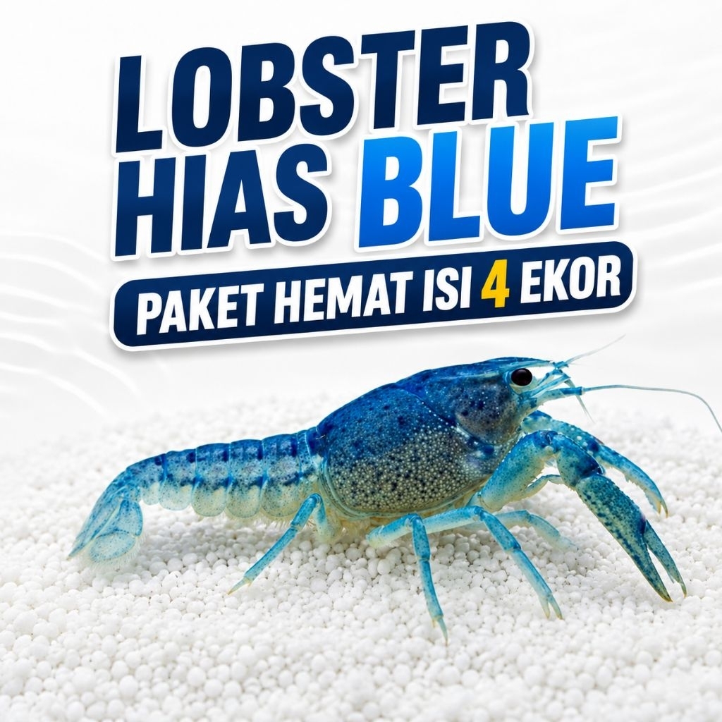 Lobster Hias Air Tawar warna Blue Clarkii - Lobster  hias Aquarium/aquascape