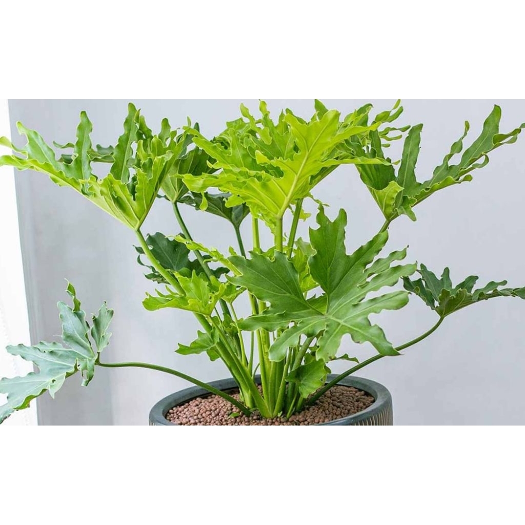 tanaman  hias pilo dendron  tanaman indoor