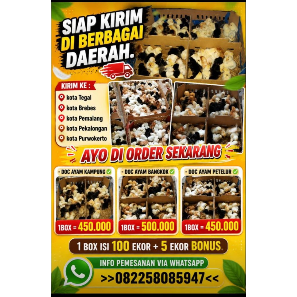 doc ayam kampung