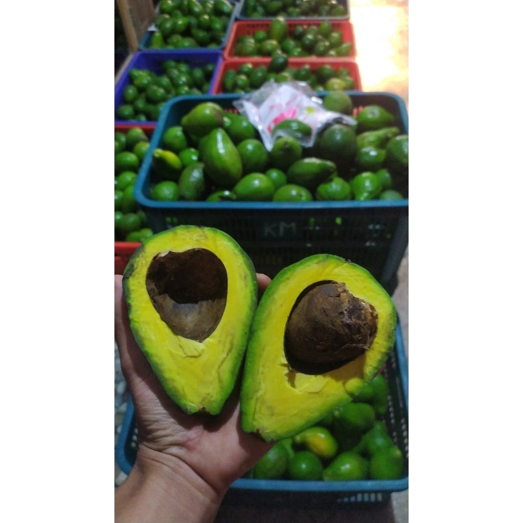 alpukat mentega muria