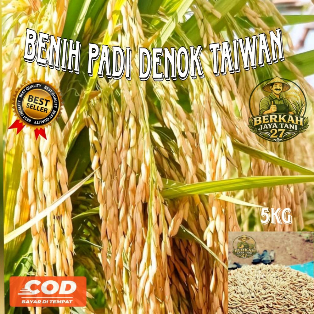 5KG BENIH PADI DENOK TAIWAN BERKUALITAS