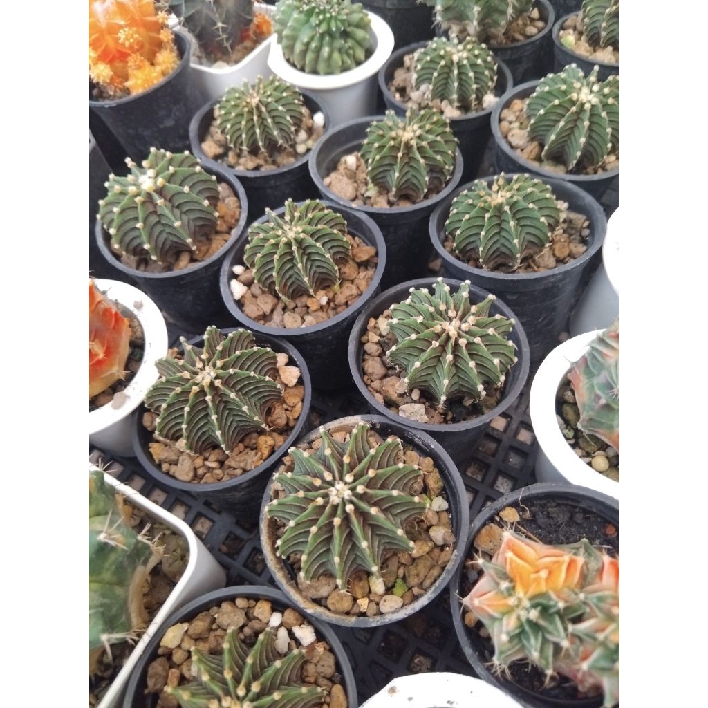 LB 2178 seedling