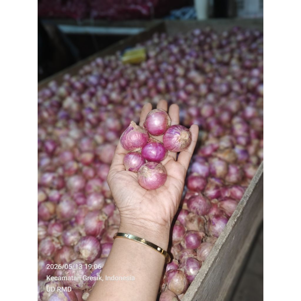 bawang merah jumbo
