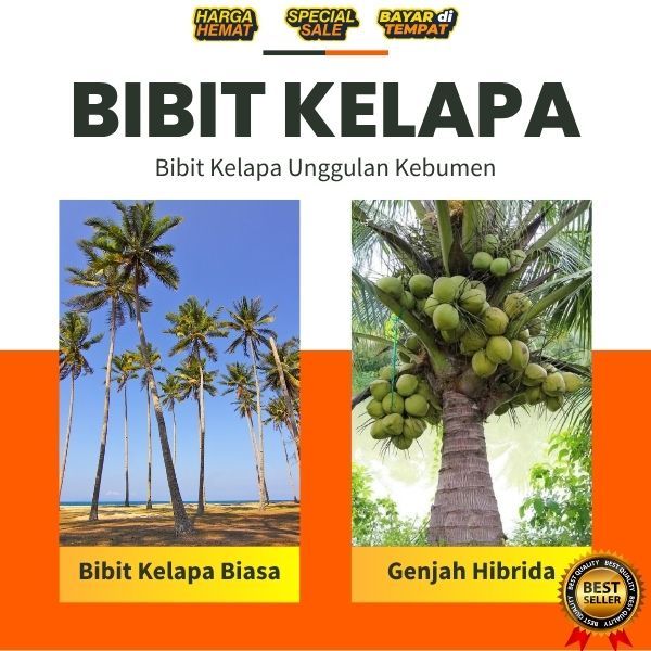 TERJAMIN  Pohon Kelapa Pendek Thailand, Pohon Kelapa Pendek Unggul, Pohon Kelapa Pendek Unggul Cepat
