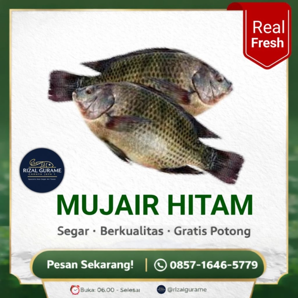 RIZAL GURAME - Ikan Nila Hitam / Mujair Segar dan Hidup Untuk Konsumsi
