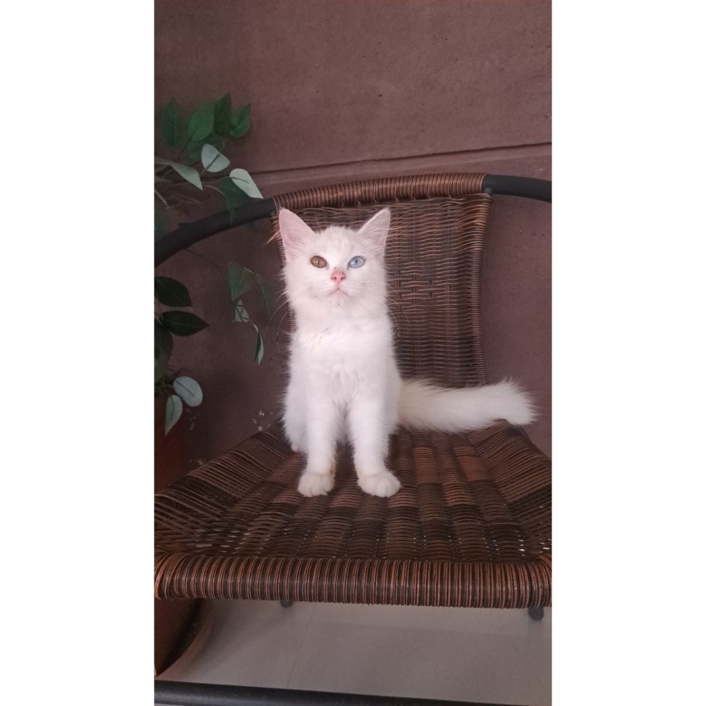kucing persia odd eyes lucu