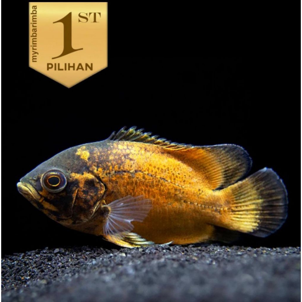 Oscar Paris Tembaga Ikan Hias Predator