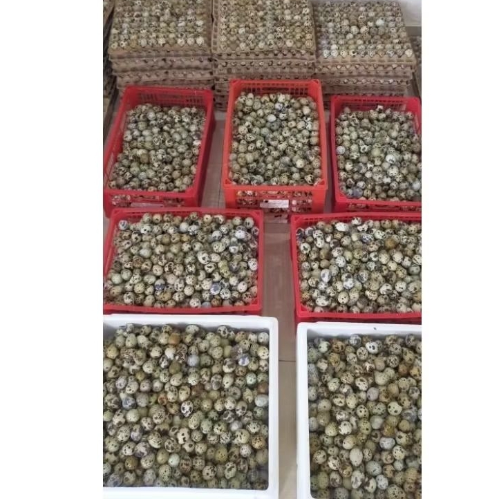 Telur puyuh segar kandang sendiri