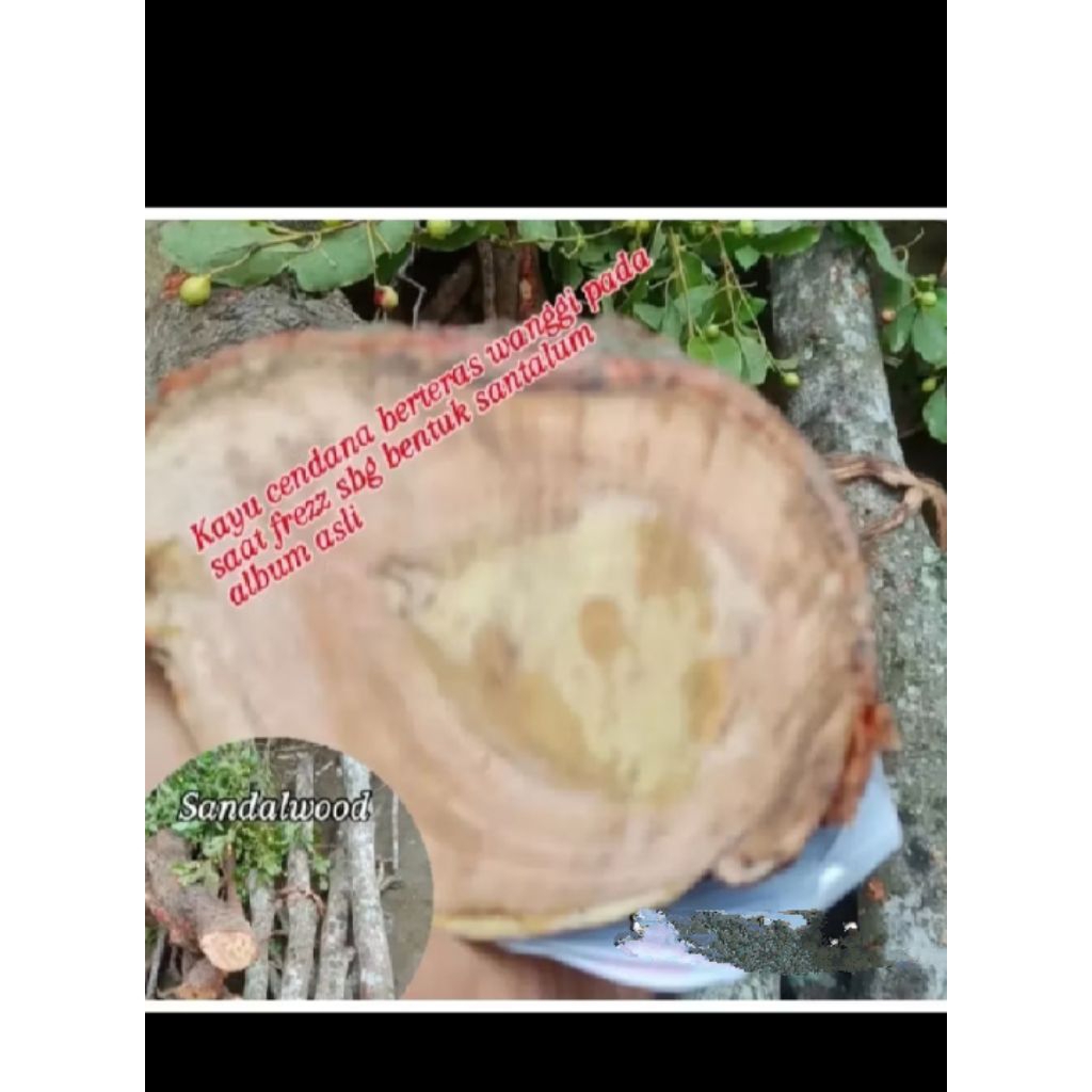 kayu cendana originil sekulit nya 1X klik 1kg
