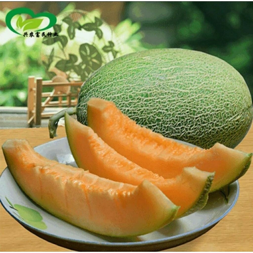 Benih Melon Midori (20 pcs)