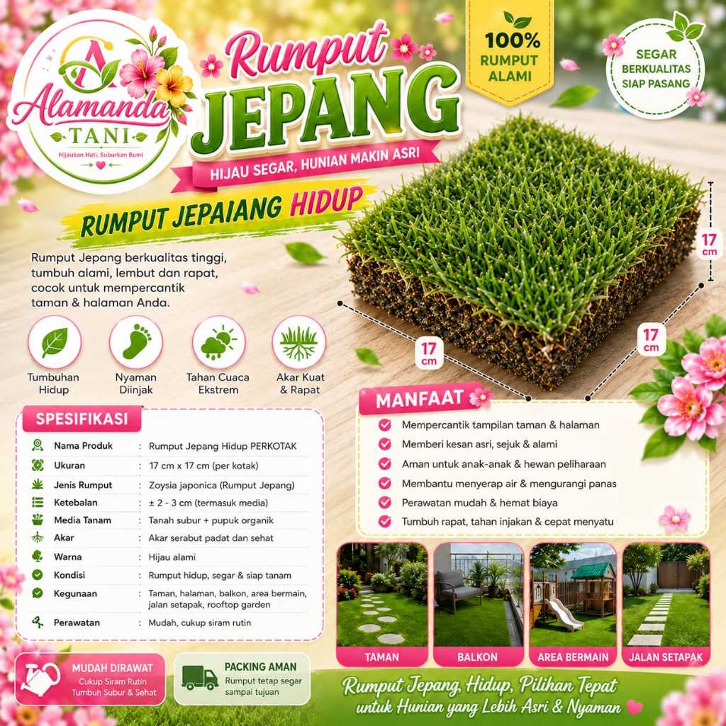 ALAMANDA TANI - RUMPUT JEPANG HIDUP |PERKOTAK|RUMPUT KUBURAN