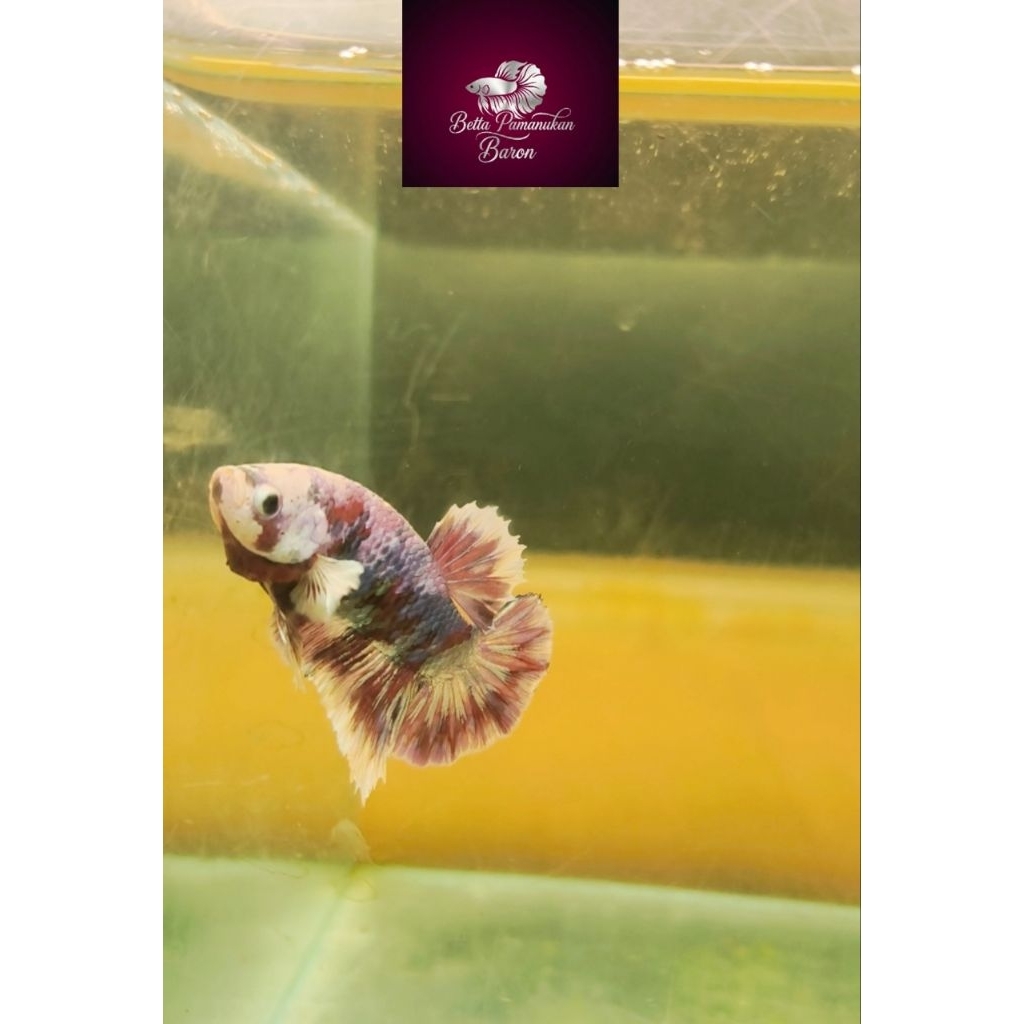 Cupang Barongsai Purple Plakat