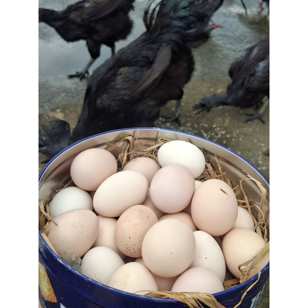 Telor Ayam Cemani Lidah Hitam