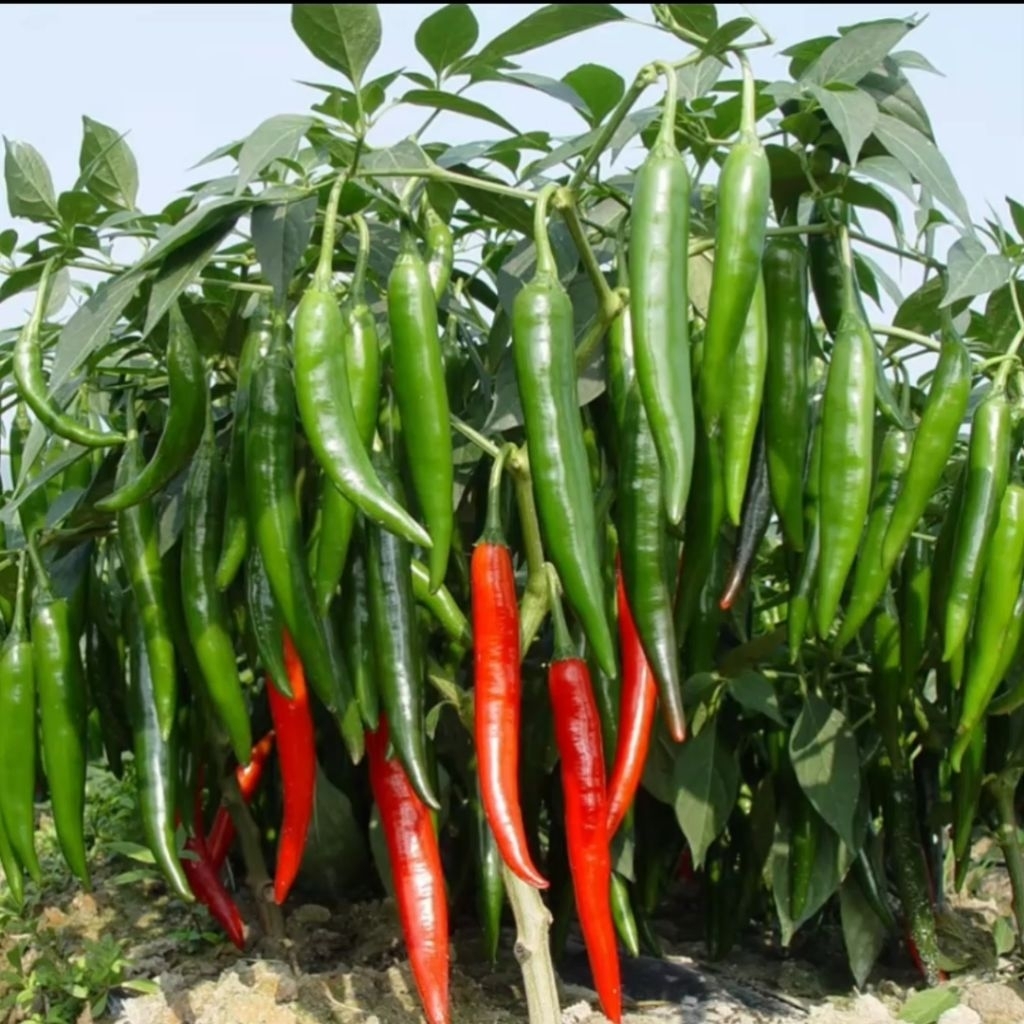 12 Butir Benih Cabai Jumbo Merah