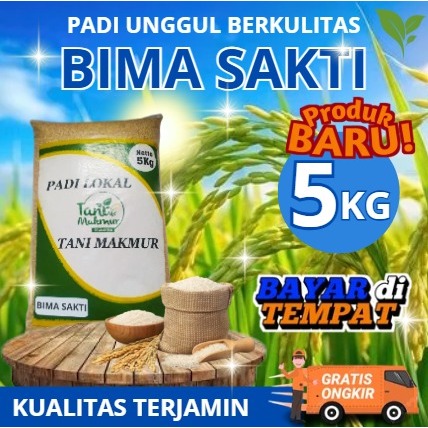 PADI BIMA SAKTI ORIGINAL (CIHERANG MALAI PANJANG) PENERUS CIPUTRI