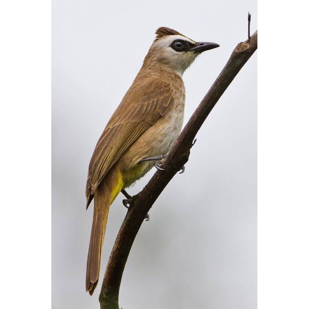 Burung Trucukan Rawatan Gacor