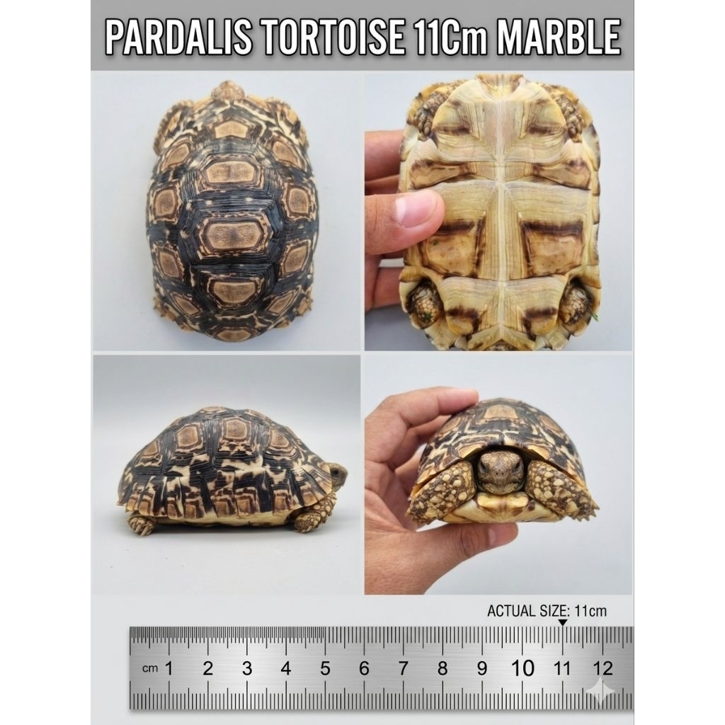 Pardalis Marble Tortoise
