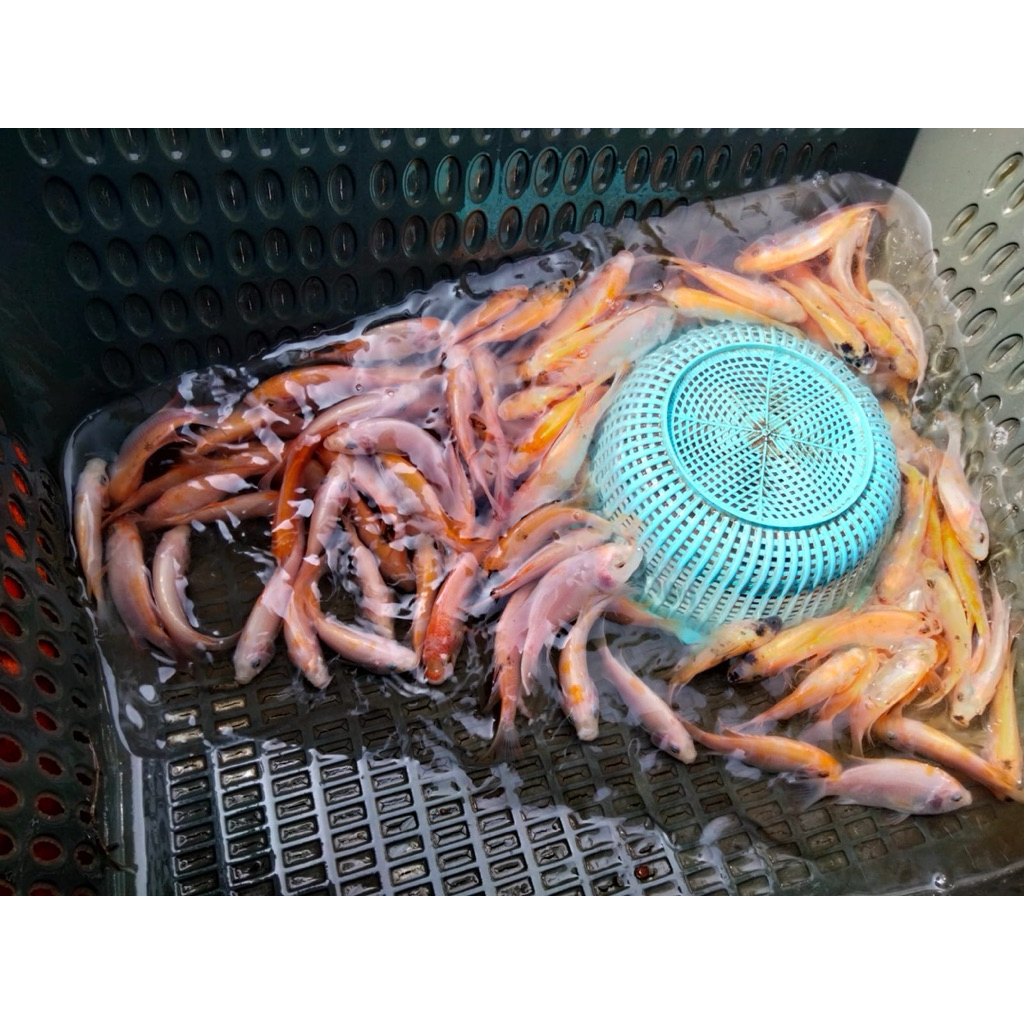 Bibit Ikan Nila Merah Ukuran 3 Jari
