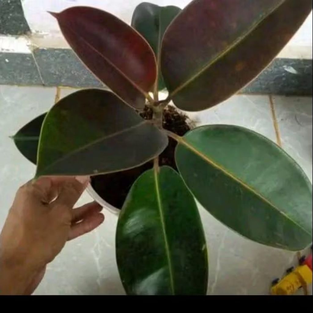 karet kebo ruby - tanaman hias karet kebo - ficus elastica