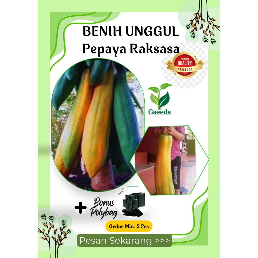 Gseed ±1 Benih Biji Pepaya Jumbo Panjang Pepaya Taiwan