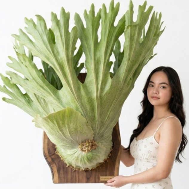 [ REMAJA ] Platycerium Wandae – Sang Ratu Tanduk Rusa dari Papua