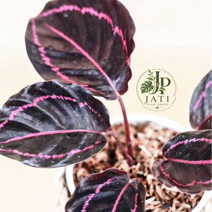 Calathea Black Lipstick (Calathea Dark Leaf,Kalatea Black Lipstick)