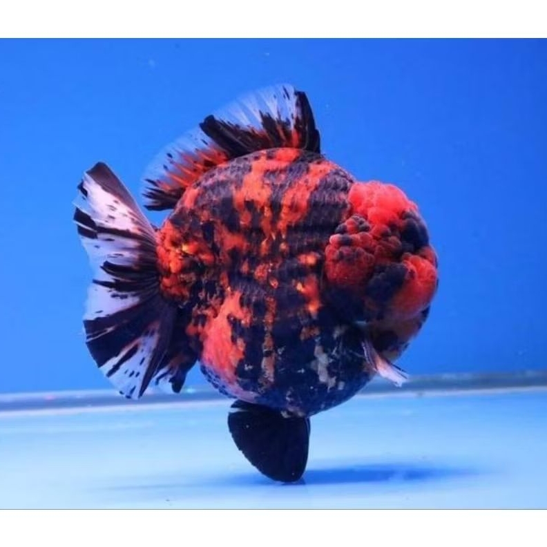 ikan koki oranda tiger short tail