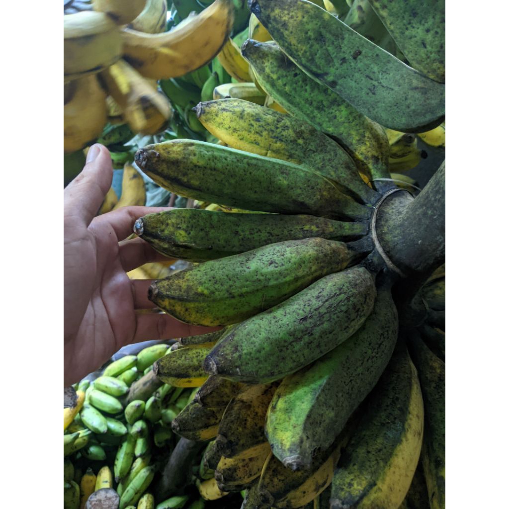 pisang raja bulu super